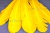 Декоративный Пучок из перьев, перо 23см/желтый - купить в Оренбурге. Цена: 12.19 руб.