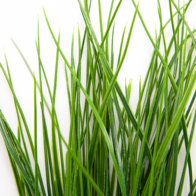 Трава искусственная -4, шт  (осока 50 см/8 см  7 листов)				 - купить в Оренбурге. Цена: 130.73 руб.